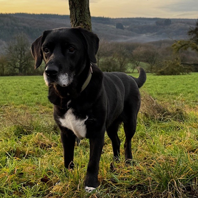 Tierheim Hattersheim - IMG 8010