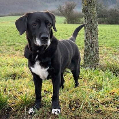 Tierheim Hattersheim - IMG 8014