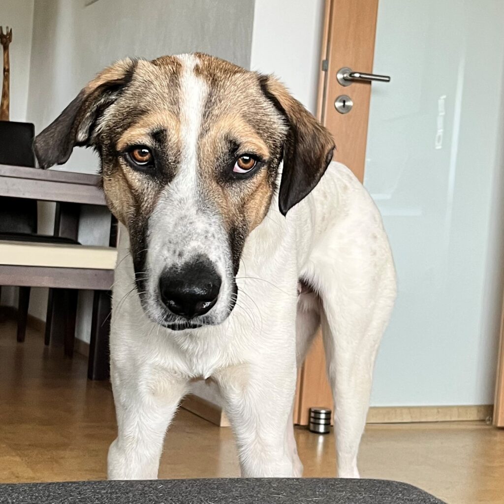 Tierheim Hattersheim - IMG 8020