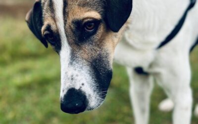 Fremdvermittlung 1 Jaro/ nicht im Tierheim