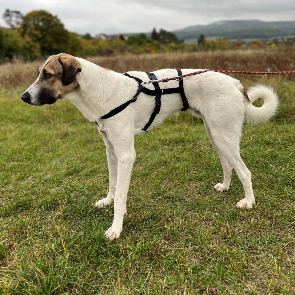 Tierheim Hattersheim - IMG 8022