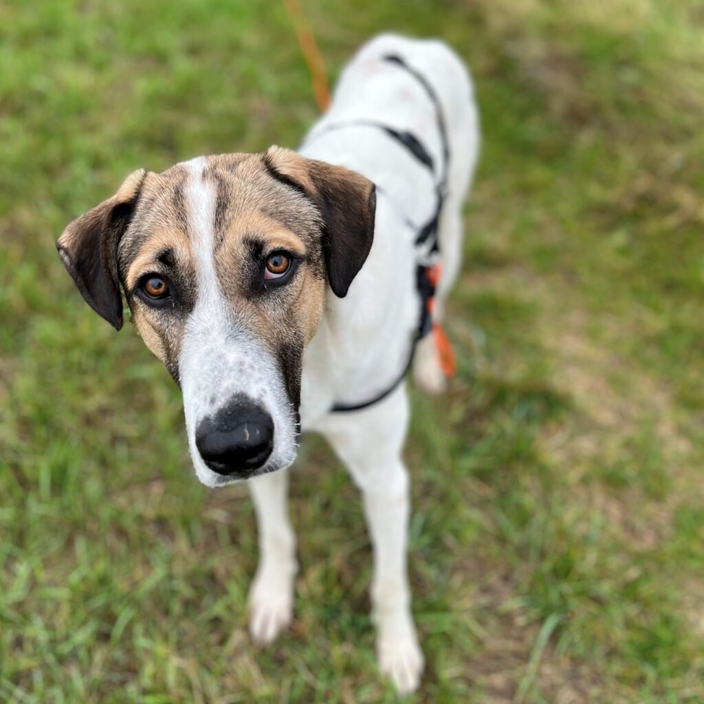 Tierheim Hattersheim - IMG 8024