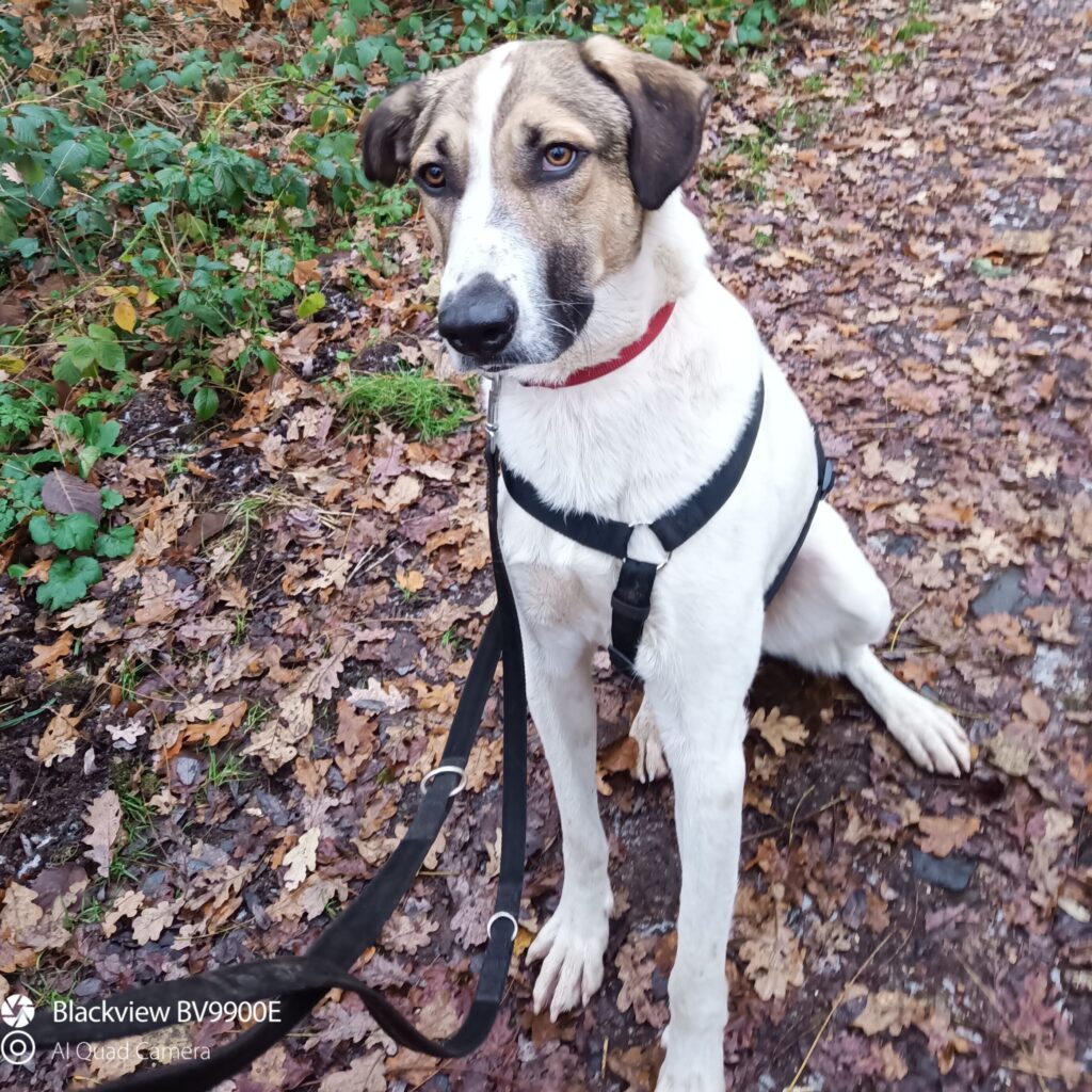 Tierheim Hattersheim - IMG 8027