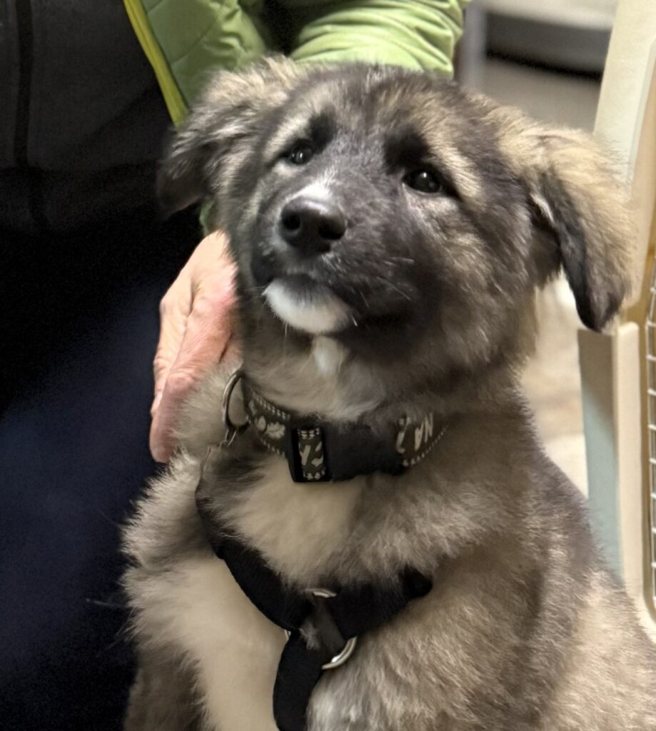 Ypsy/ nicht im Tierheim 4 Tierheim Hattersheim - IMG 8091