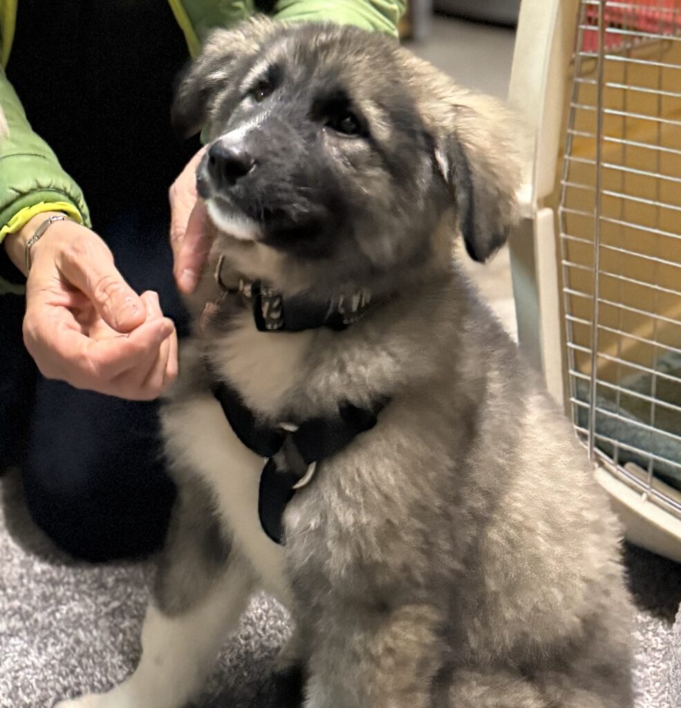 Ypsy/ nicht im Tierheim 5 Tierheim Hattersheim - IMG 8092