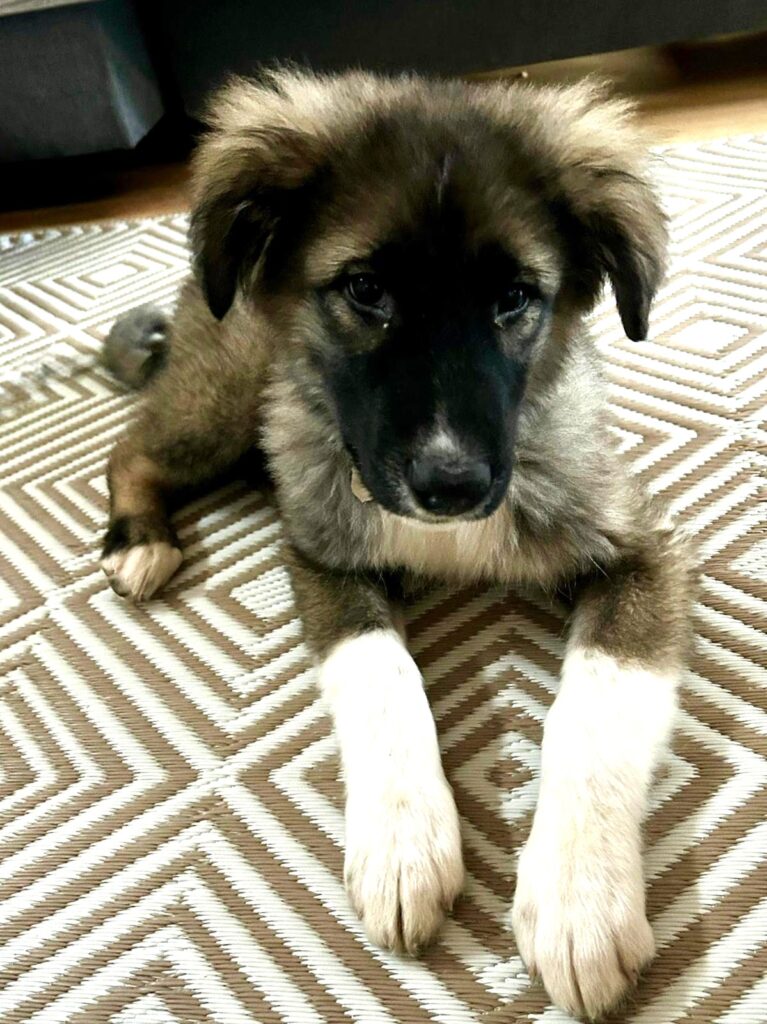 Ypsy/ nicht im Tierheim 1 Tierheim Hattersheim - IMG 8093