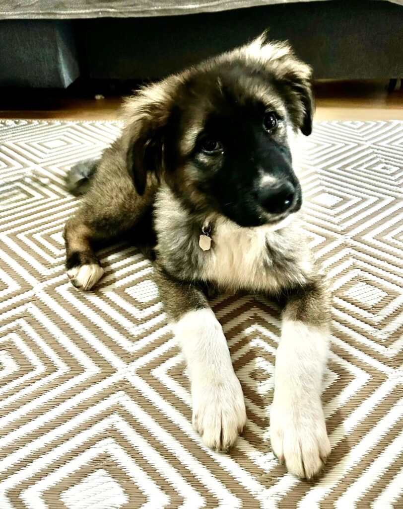 Ypsy/ nicht im Tierheim 3 Tierheim Hattersheim - IMG 8094