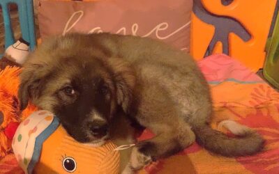 Ypsy/ nicht im Tierheim