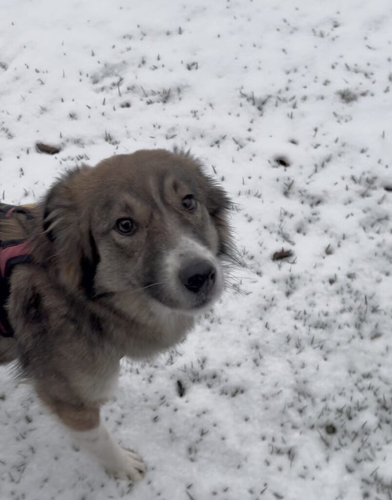 Tierheim Hattersheim - IMG 8119