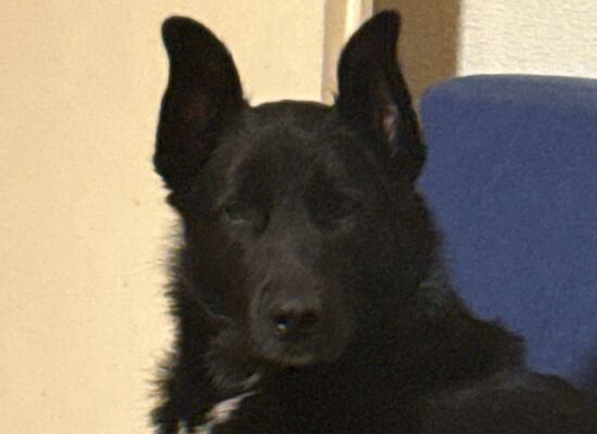 Tierheim Hattersheim - IMG 8126