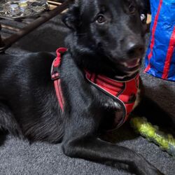 Bobby/ nicht in unserem Tierheim