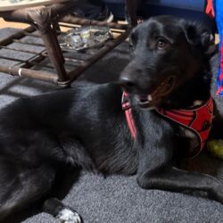 Tierheim Hattersheim - IMG 8128 1