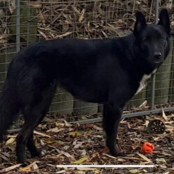 Tierheim Hattersheim - IMG 8129 1