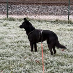 Tierheim Hattersheim - IMG 8130