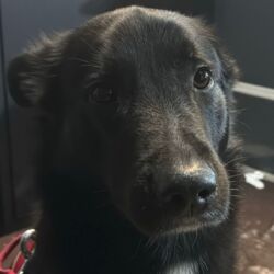 Tierheim Hattersheim - IMG 8131