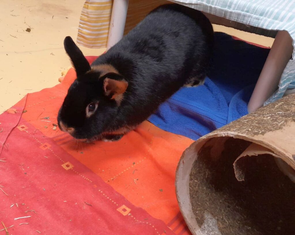 Rufus & Willi 4 Tierheim Hattersheim - PHOTO 2026 01 11 11 57 46 2