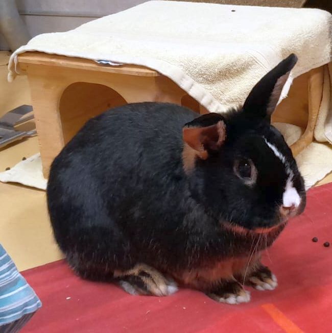 Rufus & Willi 1 Tierheim Hattersheim - PHOTO 2026 01 11 11 57 47 2