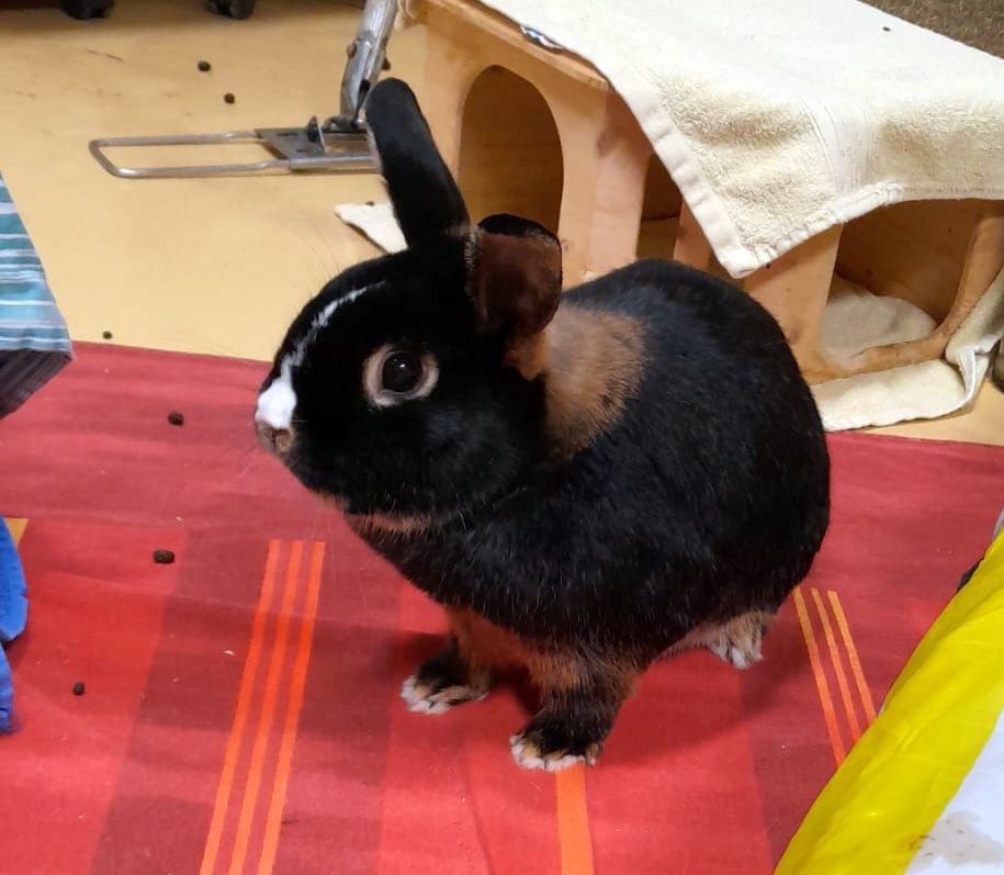 Rufus & Willi 2 Tierheim Hattersheim - PHOTO 2026 01 11 11 57 47