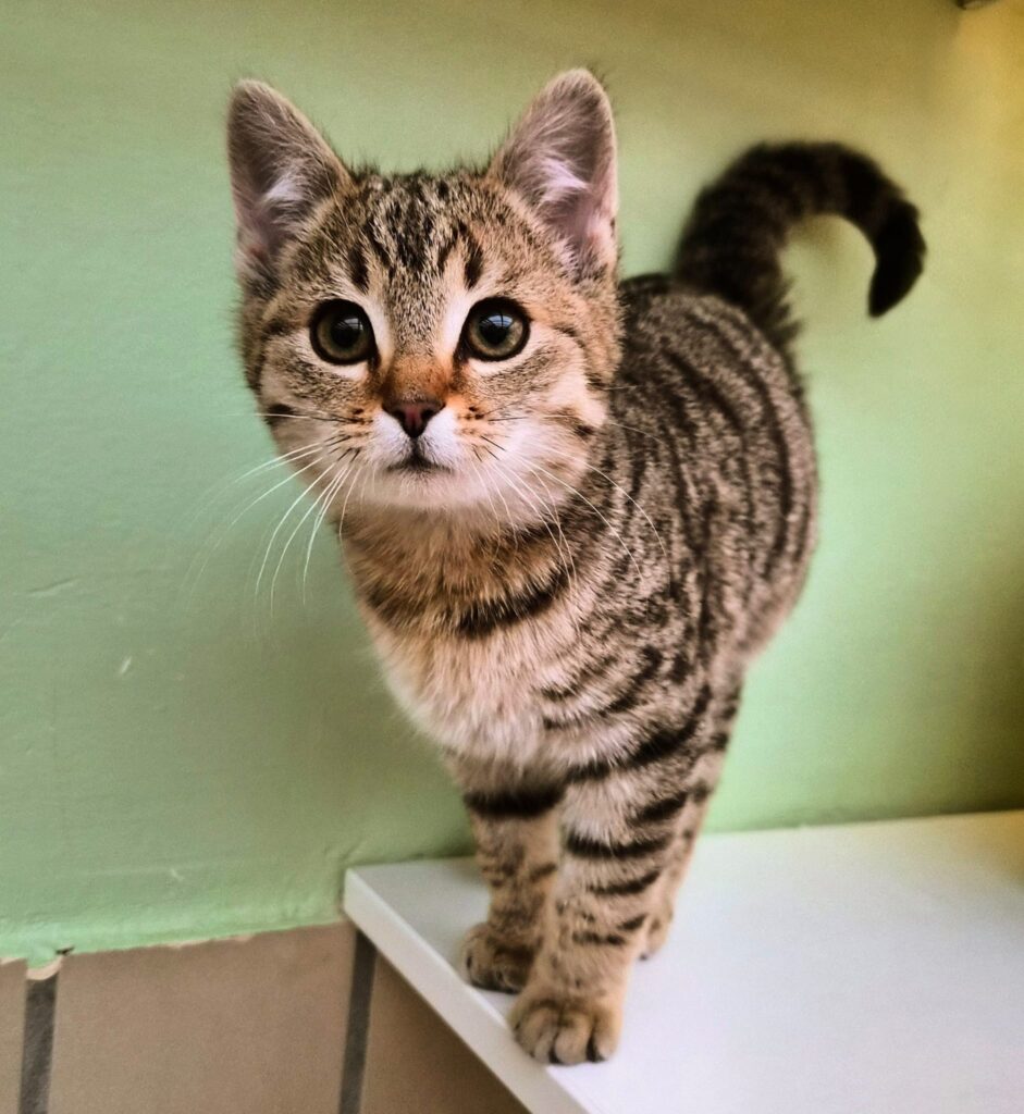 Tierheim Hattersheim - PHOTO 2026 01 14 18 43 56