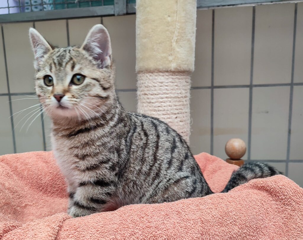 Tierheim Hattersheim - PHOTO 2026 01 14 18 44 03 2 1