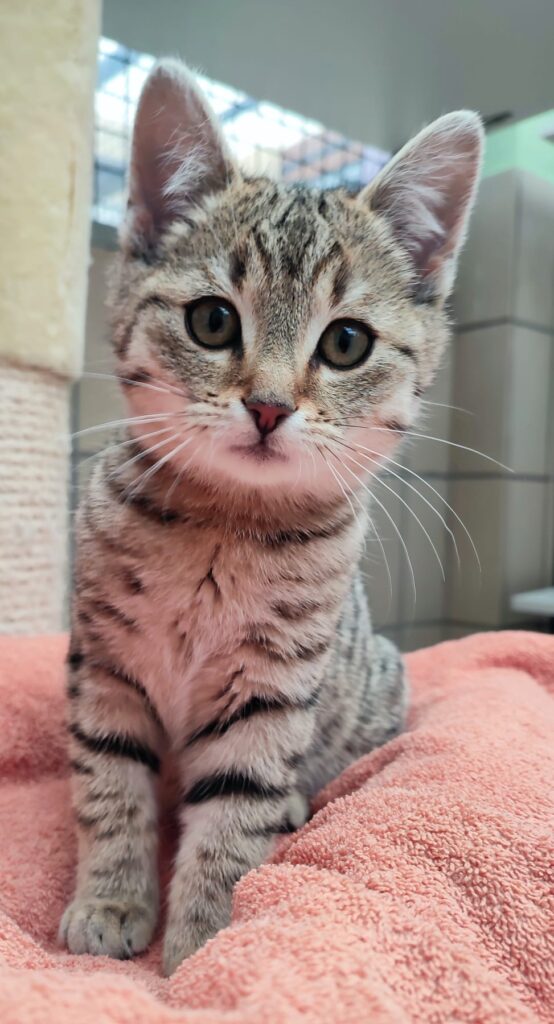 Tierheim Hattersheim - PHOTO 2026 01 14 18 44 03 3