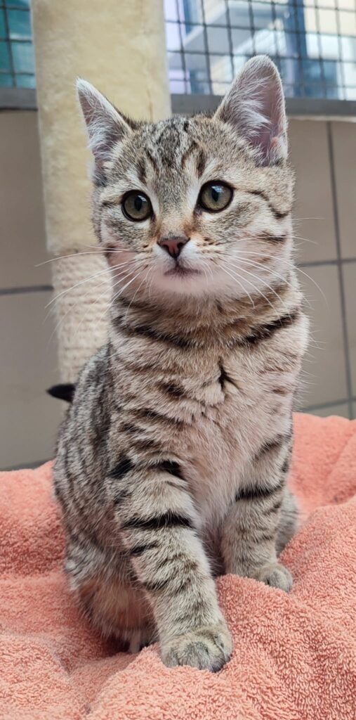 Tierheim Hattersheim - PHOTO 2026 01 14 18 44 03 5