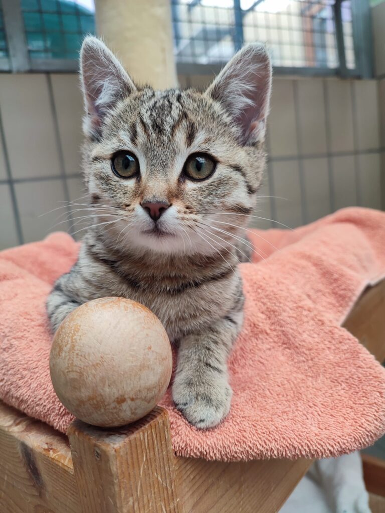 Tierheim Hattersheim - PHOTO 2026 01 14 18 44 03