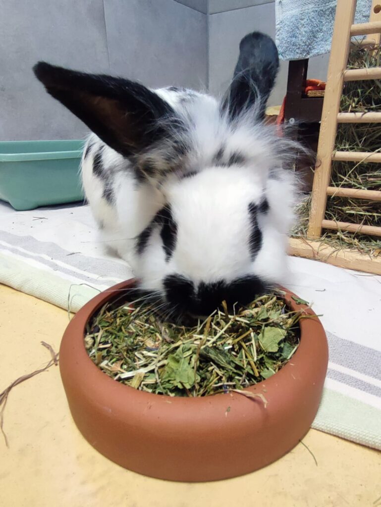 Tierheim Hattersheim - PHOTO 2026 01 16 17 21 05 2 1