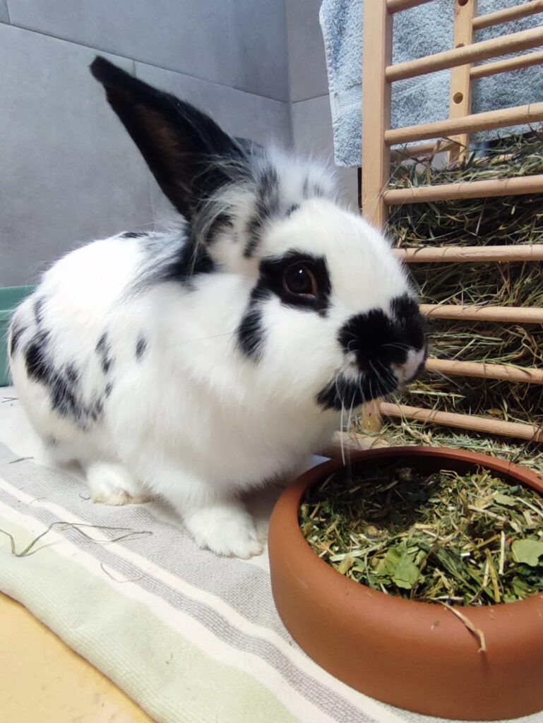 Tierheim Hattersheim - PHOTO 2026 01 16 17 21 05 3