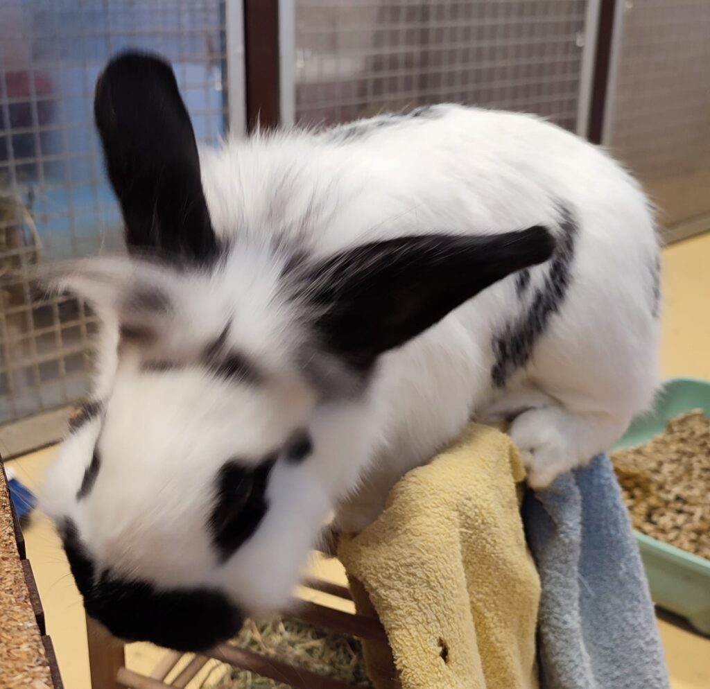 Tierheim Hattersheim - PHOTO 2026 01 16 17 21 05 5