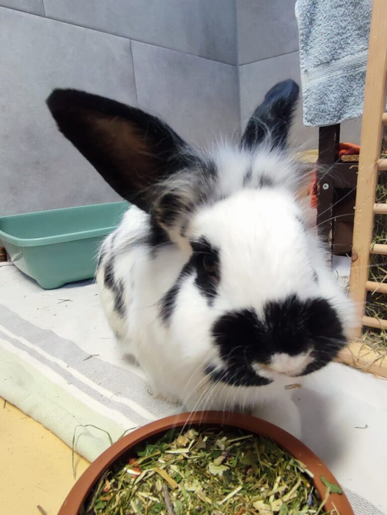 Tierheim Hattersheim - PHOTO 2026 01 16 17 21 05