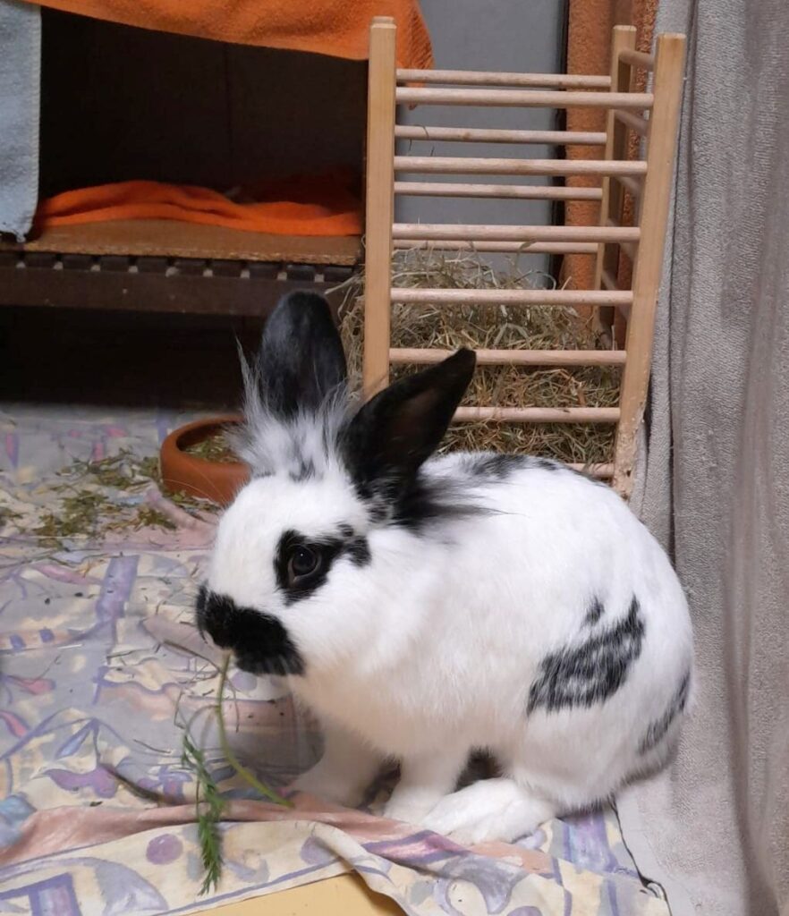 Tierheim Hattersheim - PHOTO 2026 01 16 20 06 49