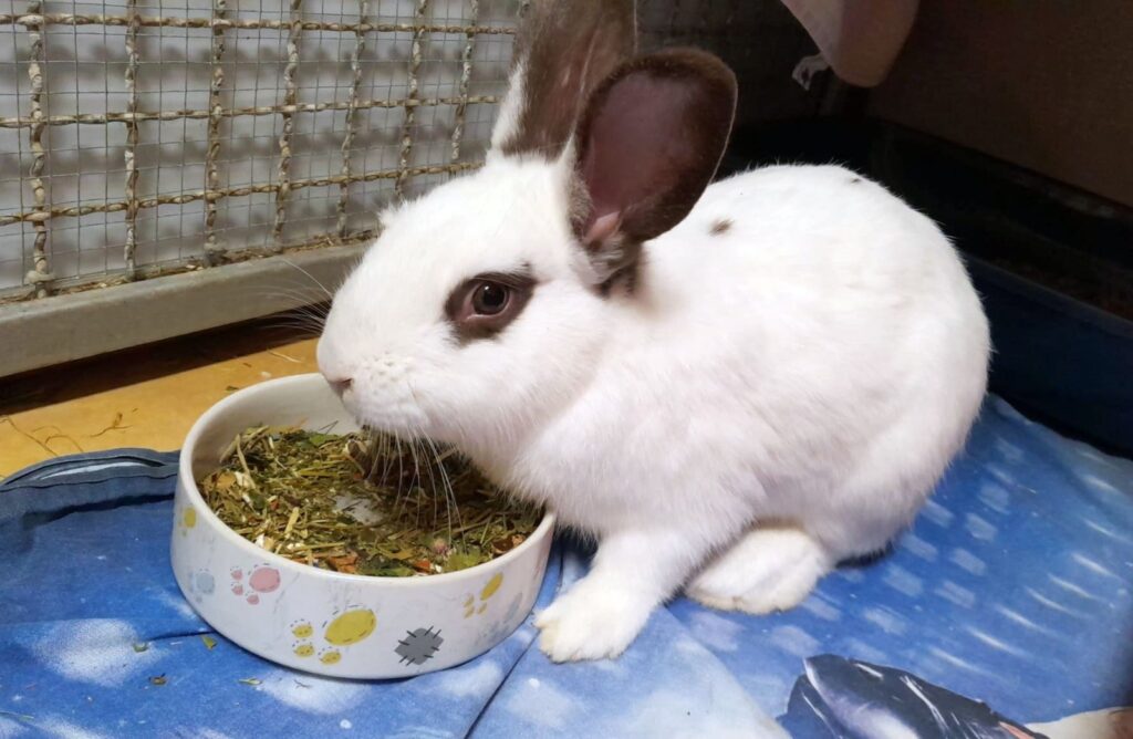 Tierheim Hattersheim - PHOTO 2026 01 16 20 07 56