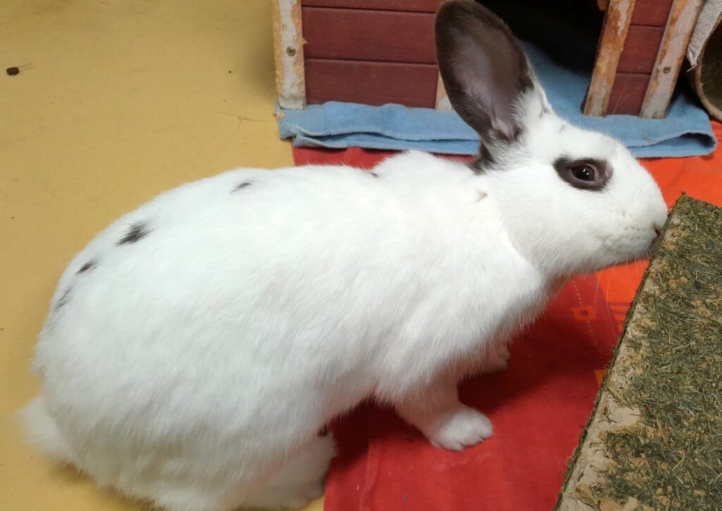 Tierheim Hattersheim - PHOTO 2026 01 16 20 07 57