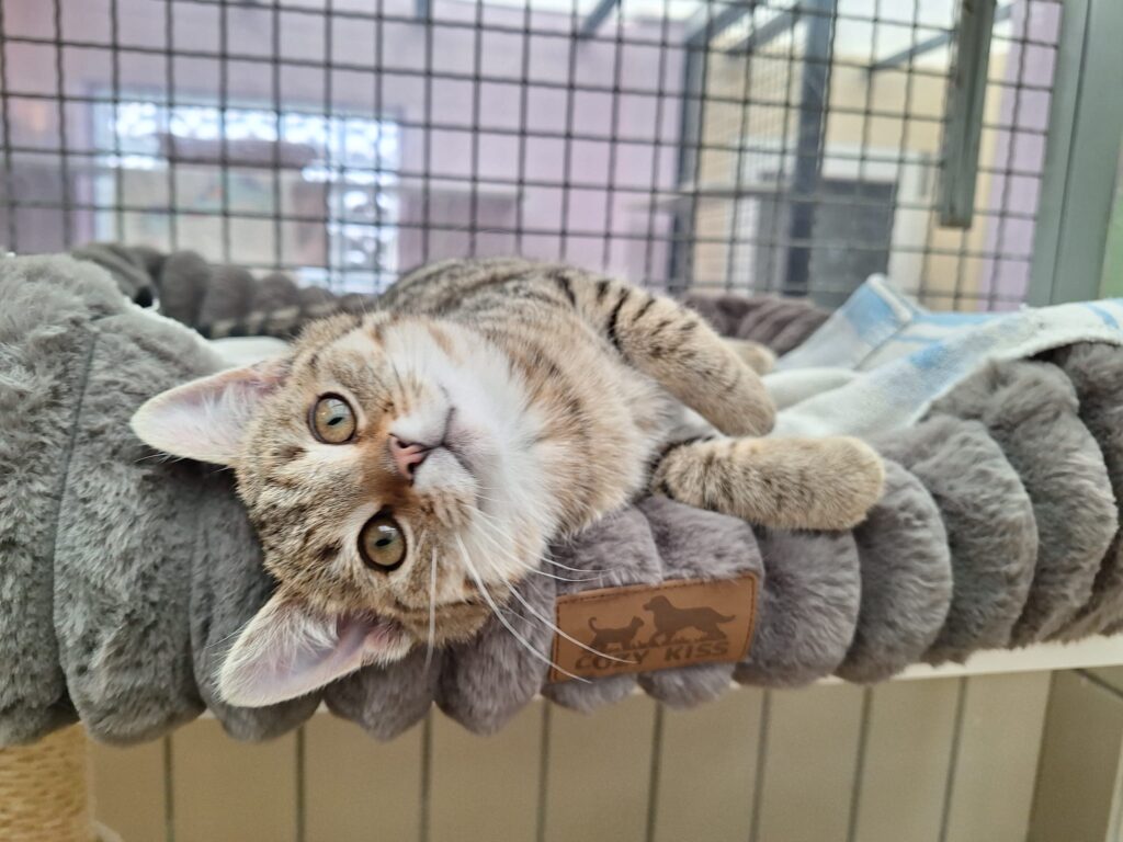 Sunny 2 Tierheim Hattersheim - PHOTO 2026 01 17 11 58 07 2