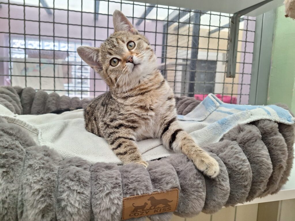 Sunny 1 Tierheim Hattersheim - PHOTO 2026 01 17 11 58 08 2