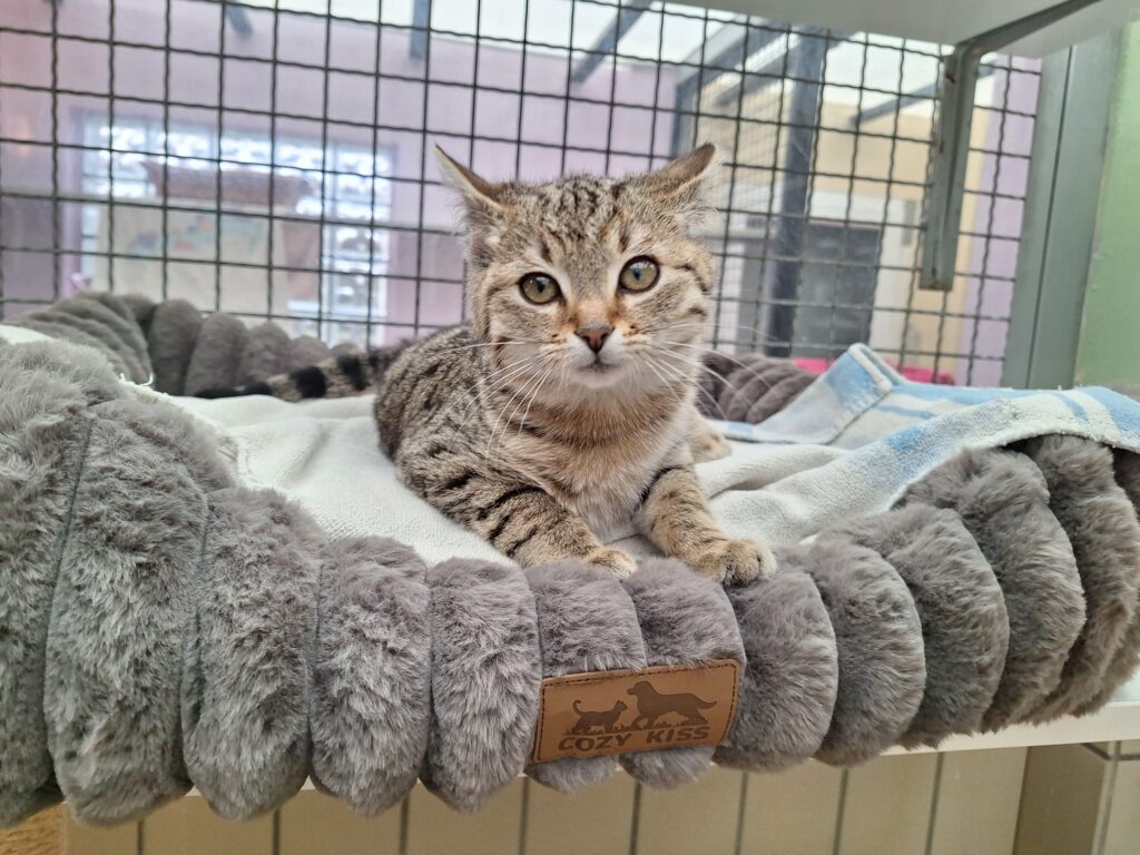 Sunny 3 Tierheim Hattersheim - PHOTO 2026 01 17 11 58 08 3