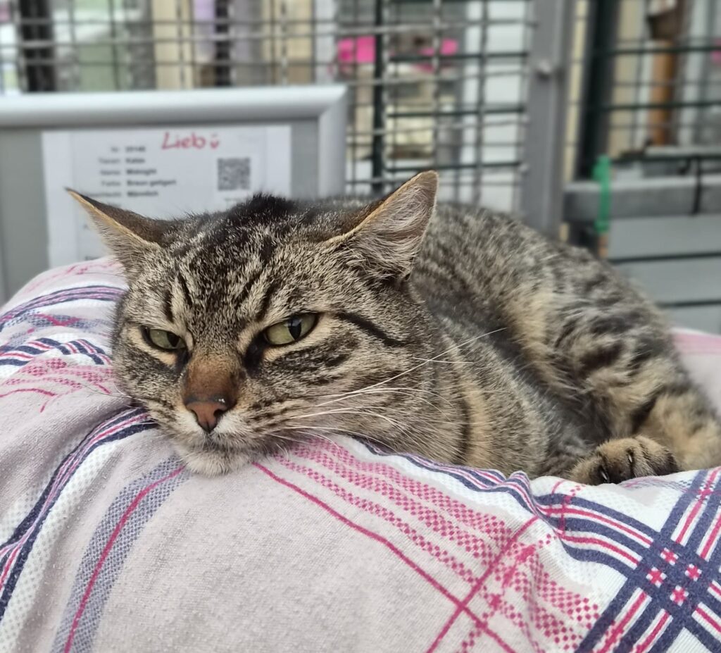 Tierheim Hattersheim - PHOTO 2026 01 20 16 09 13 3