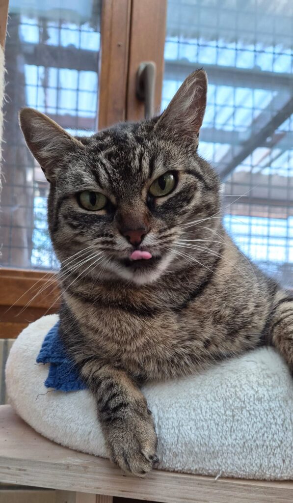 Tierheim Hattersheim - PHOTO 2026 01 20 16 09 13