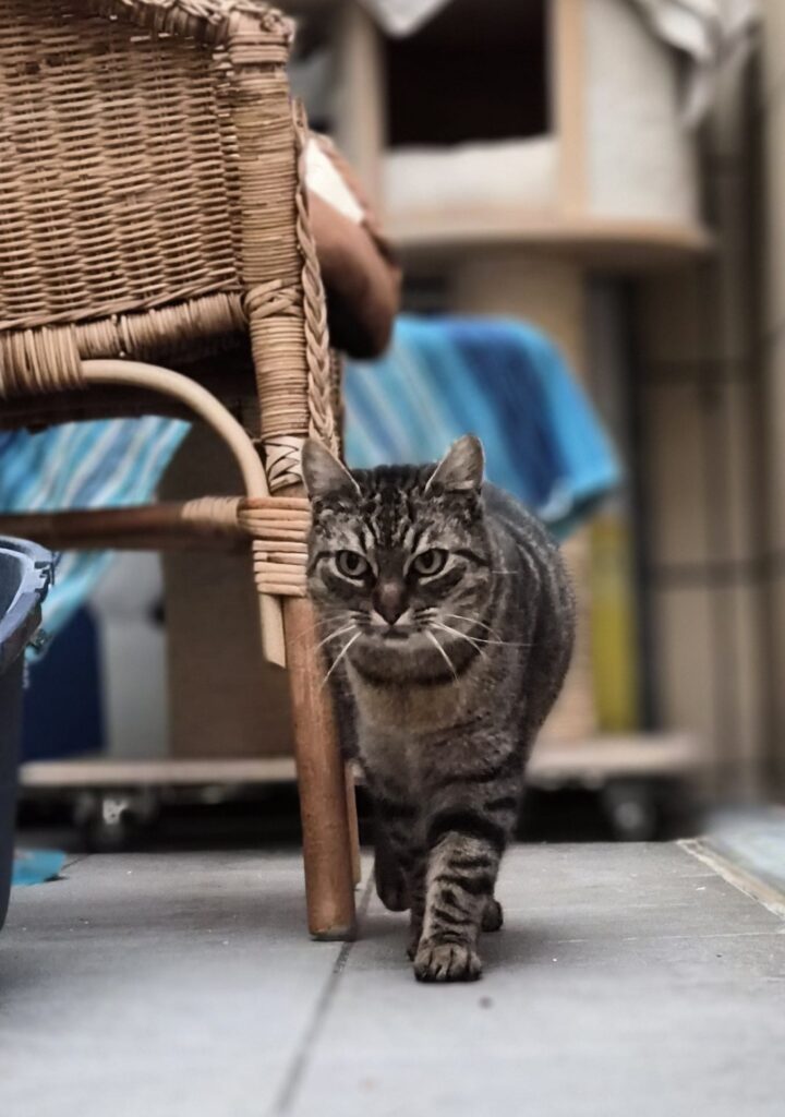 Tierheim Hattersheim - PHOTO 2026 01 20 16 09 14 3