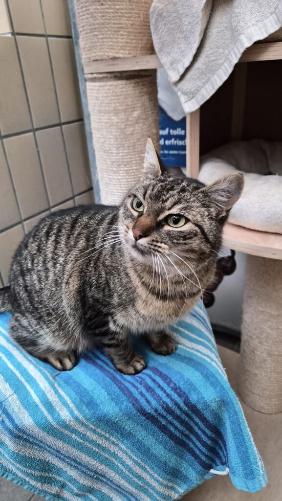 Tierheim Hattersheim - PHOTO 2026 01 20 16 09 14 4