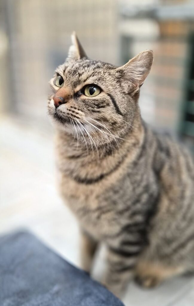 Tierheim Hattersheim - PHOTO 2026 01 20 16 09 14 5