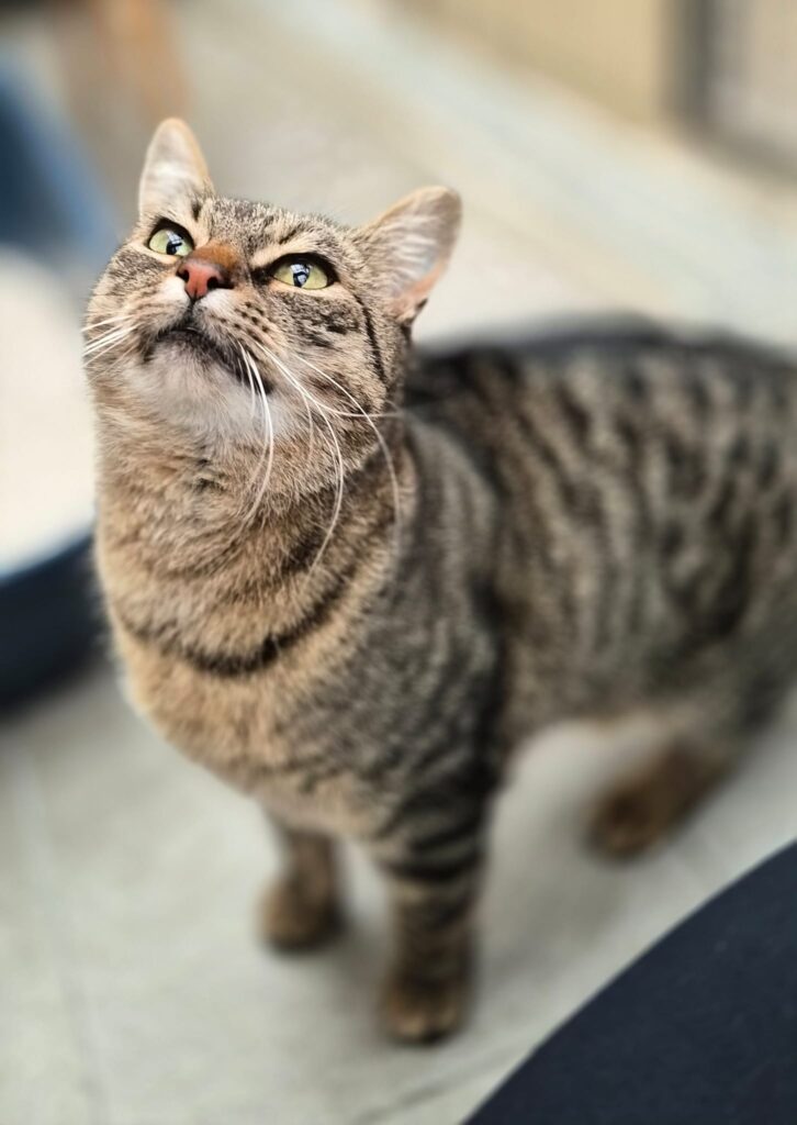 Tierheim Hattersheim - PHOTO 2026 01 20 16 09 14 6