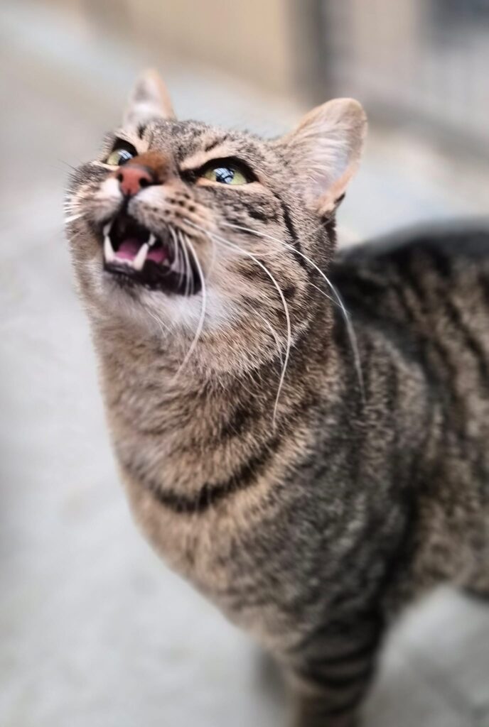 Tierheim Hattersheim - PHOTO 2026 01 20 16 09 14 7