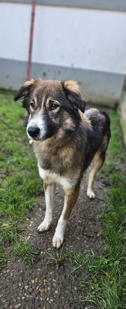 Tierheim Hattersheim - PHOTO 2026 01 28 20 58 36 2