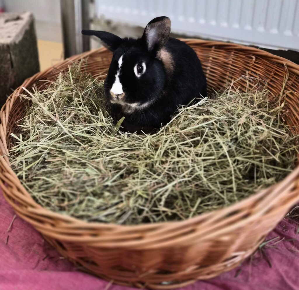 Rufus & Willi 1 Tierheim Hattersheim - PHOTO 2026 01 28 21 08 53