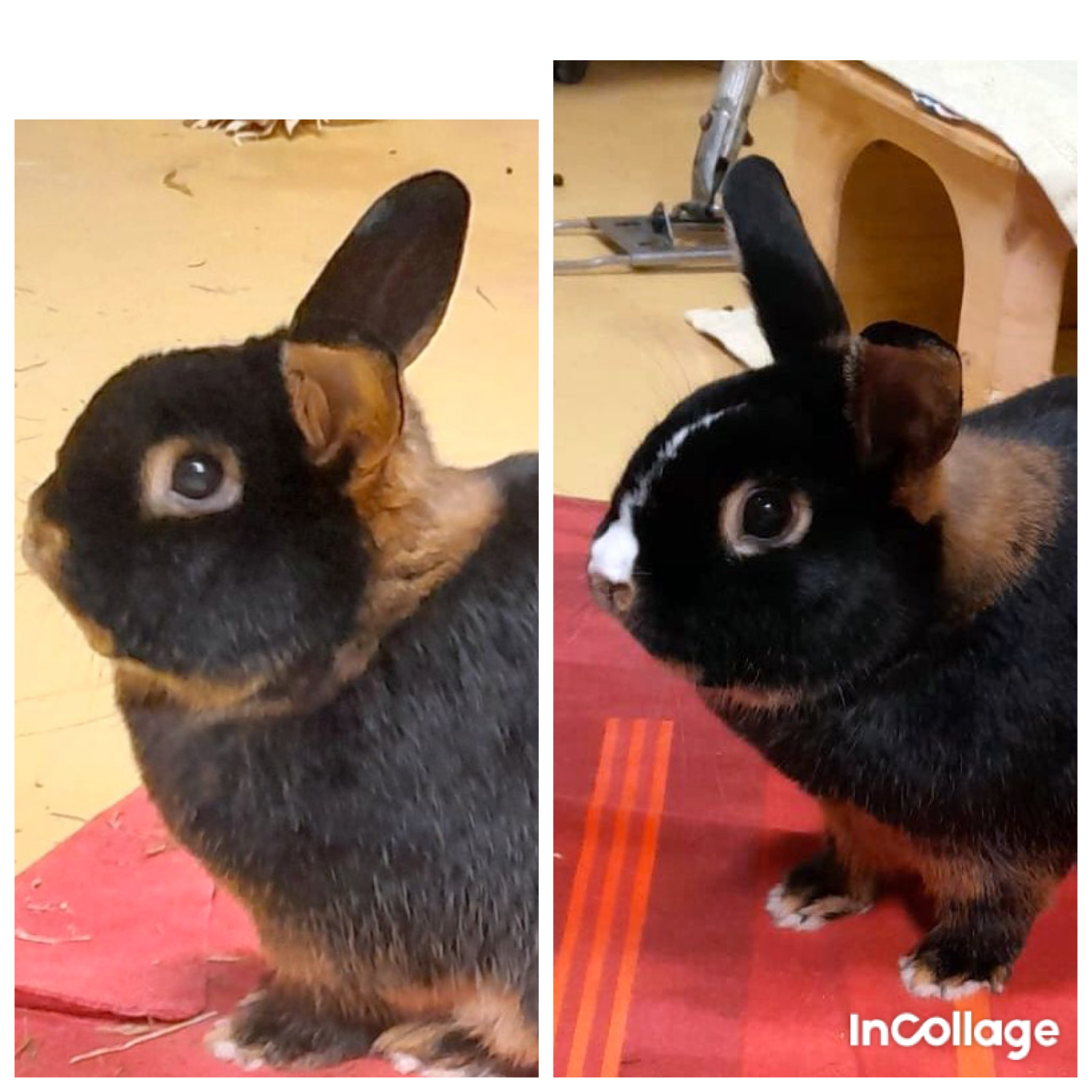 created by InCollage