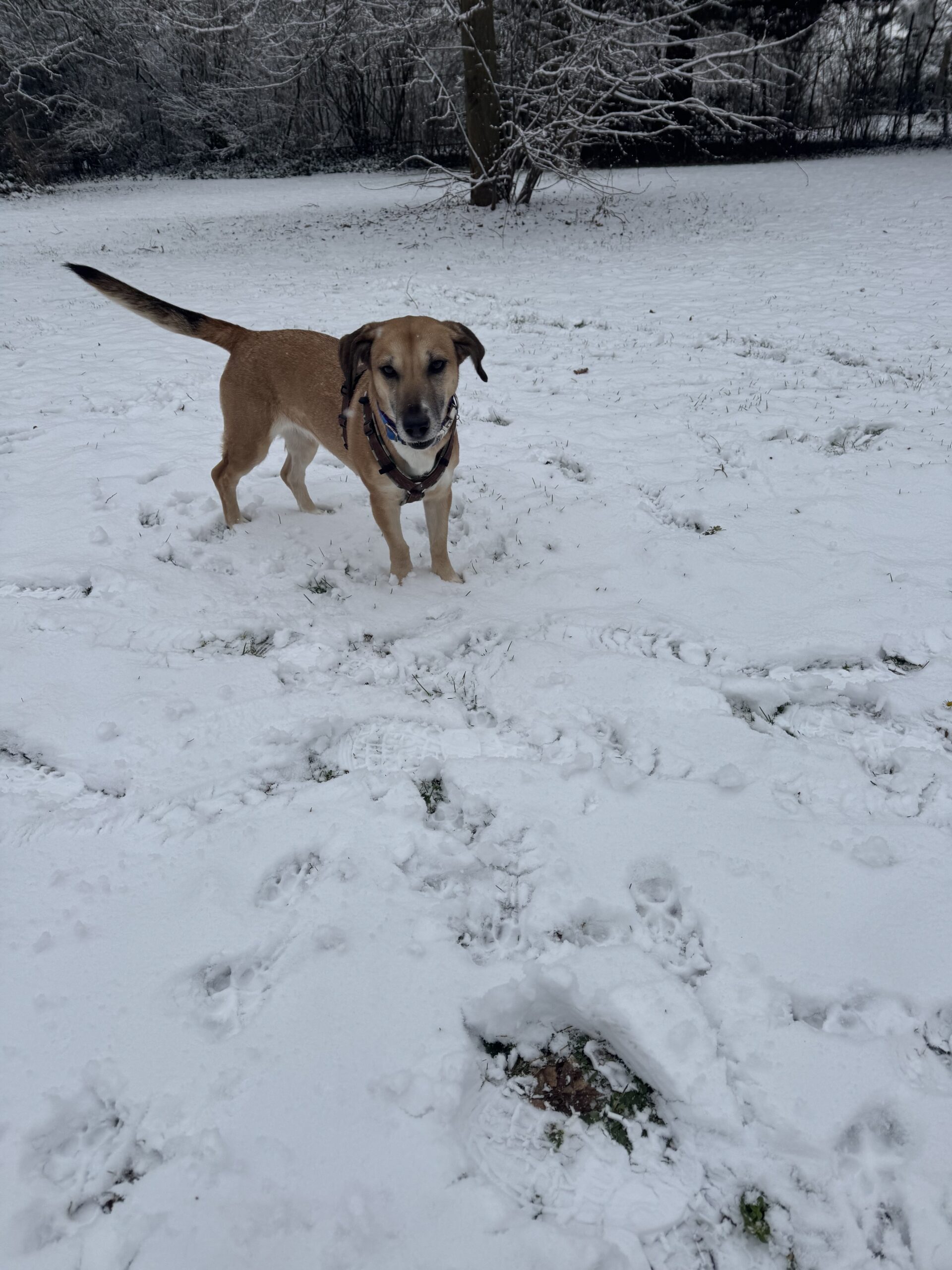 Bailey 3 Tierheim Hattersheim - IMG 5263 scaled