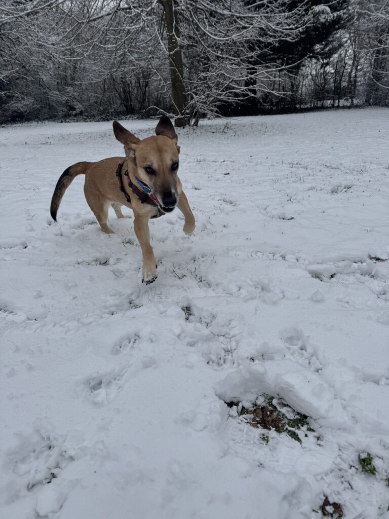 Bailey 2 Tierheim Hattersheim - IMG 5264