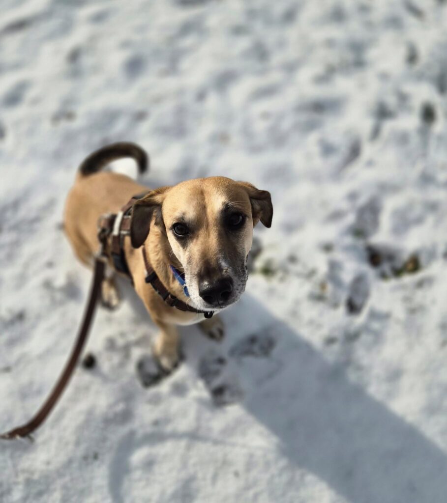 Bailey 5 Tierheim Hattersheim - IMG 5315